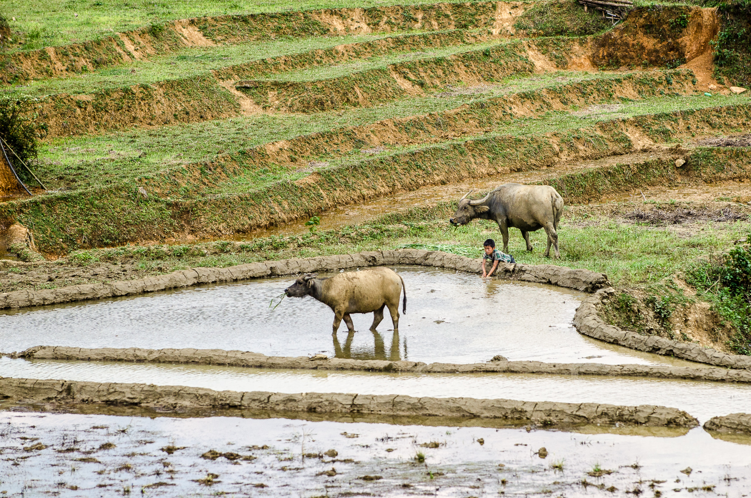 Sapa