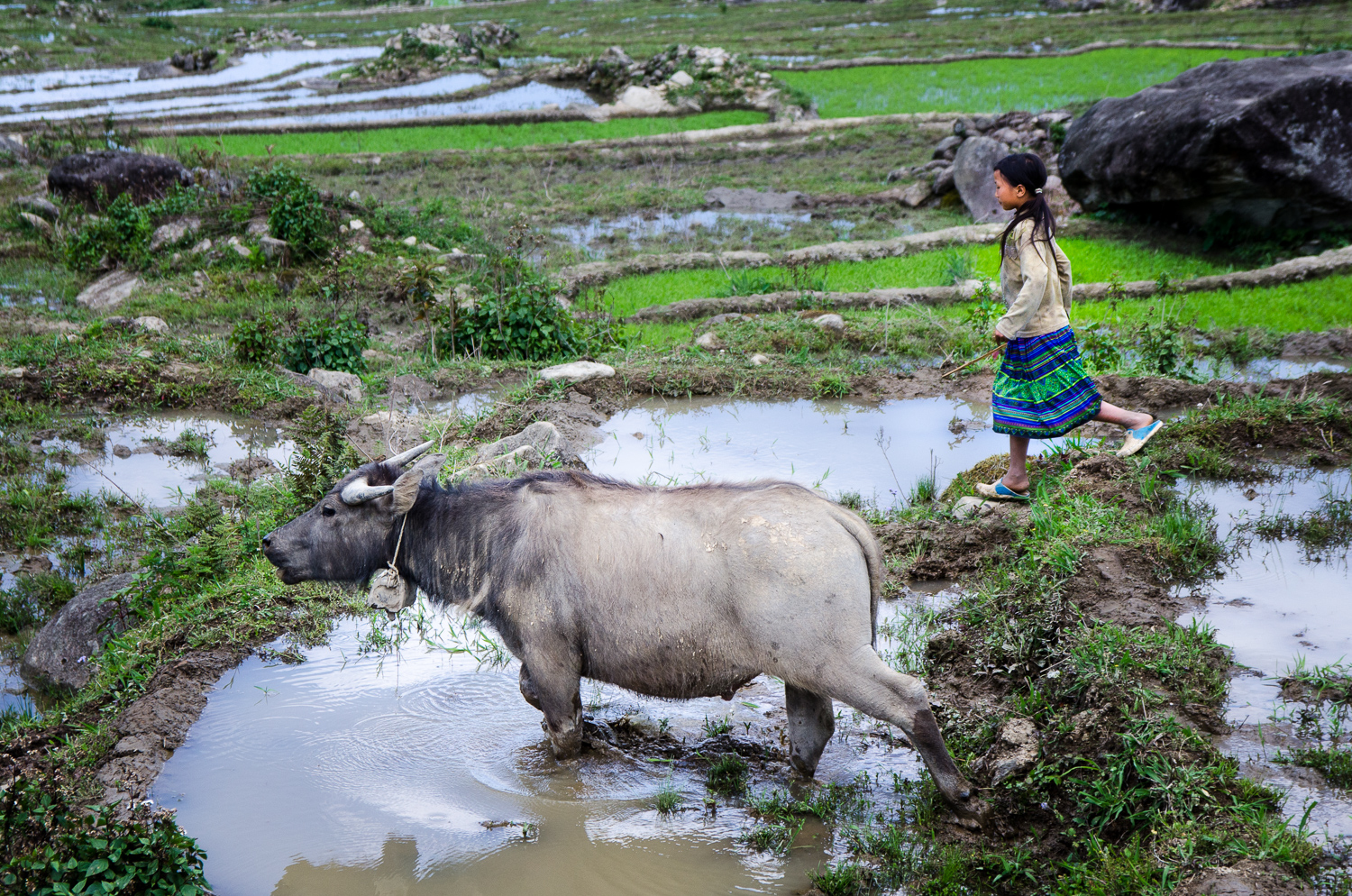 Sapa