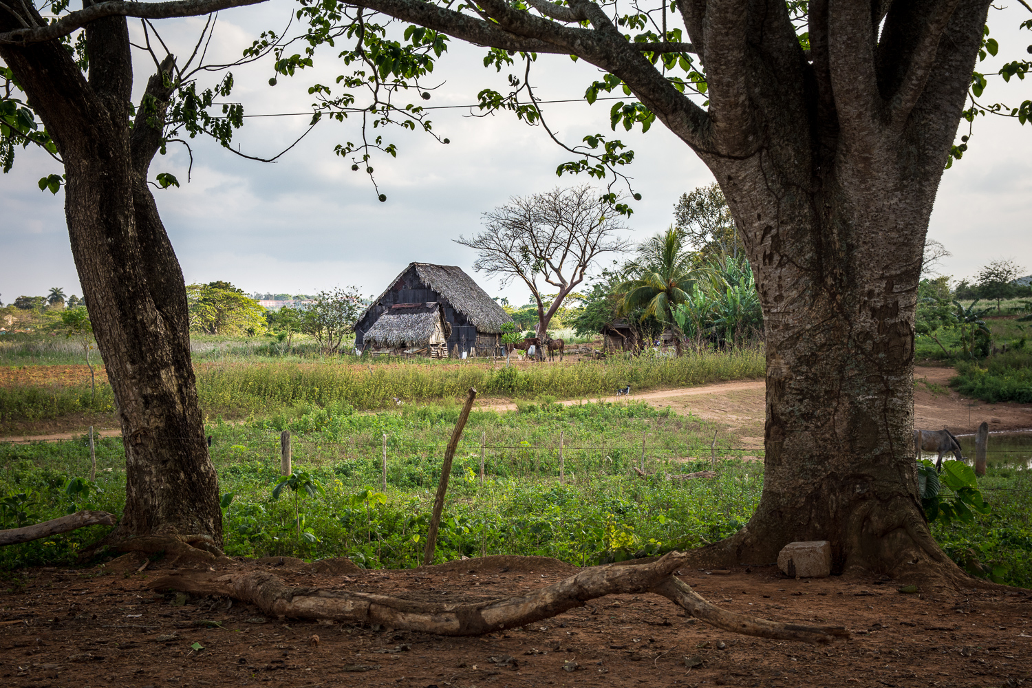 Cuba - Viñales