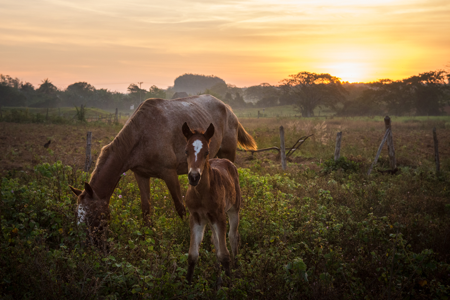 Cuba - Viñales