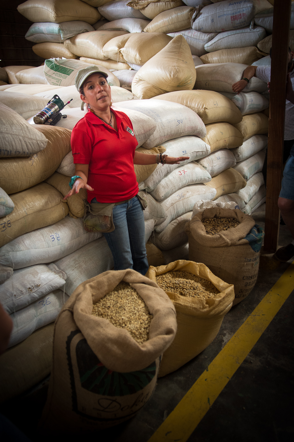 Plantation de café