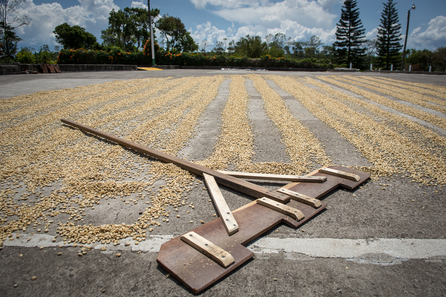 Plantation de café