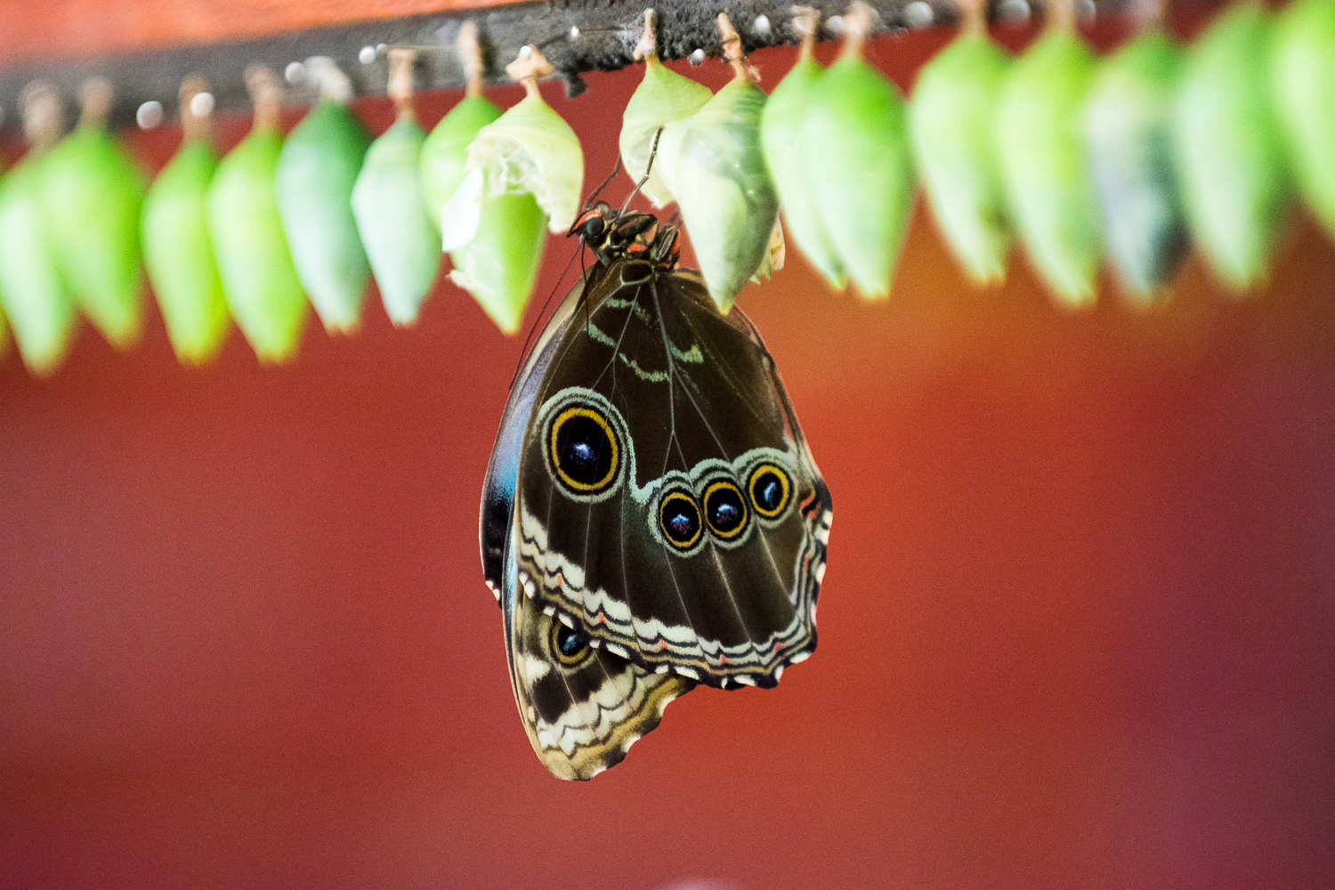 Chrisalides de papillons