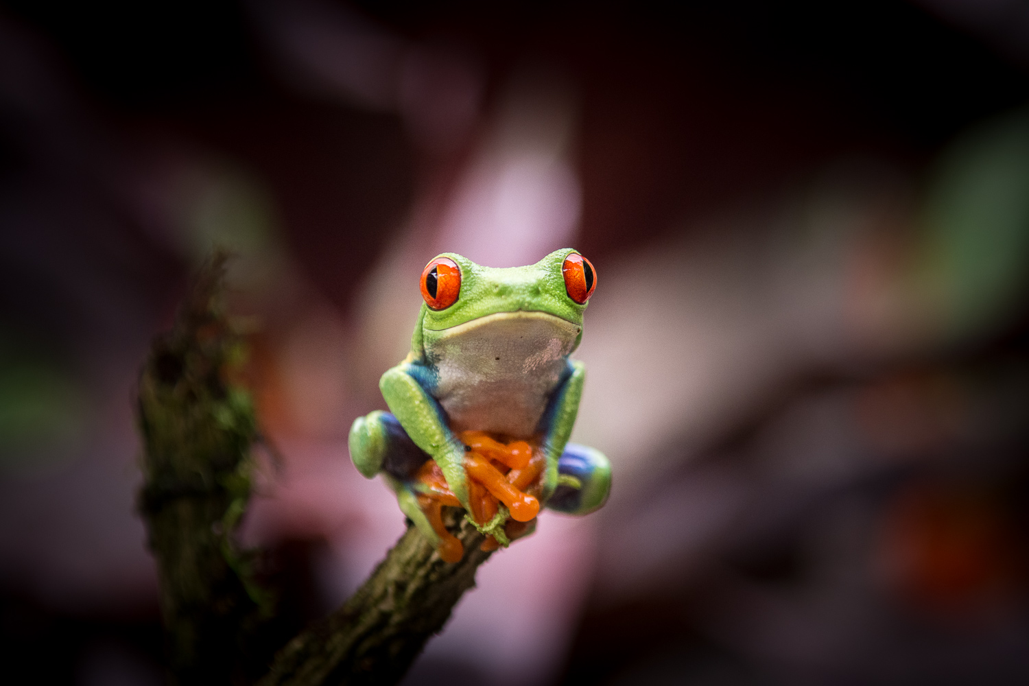 Grenouille aux yeux rouges