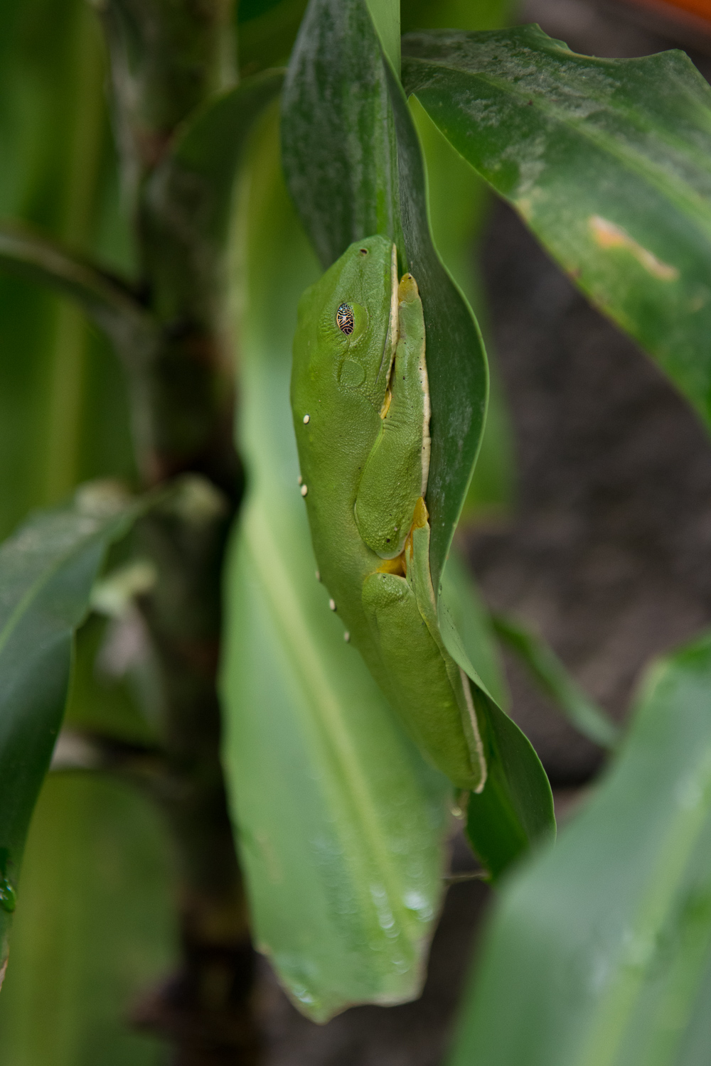 Grenouille camouflée sur une feuille 