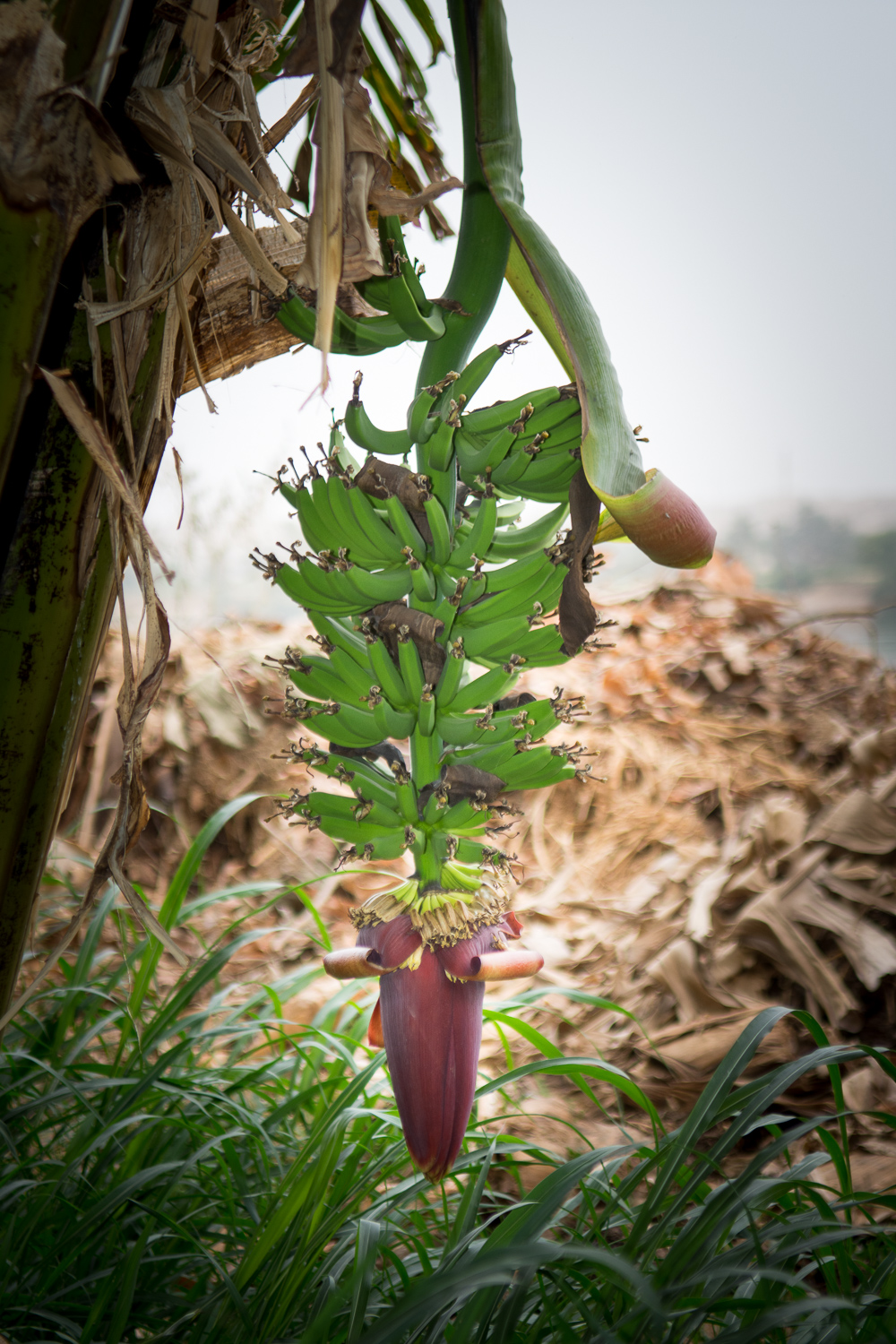 Fleur et regime de bananes