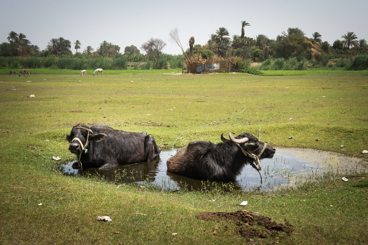 Bufles en pâture