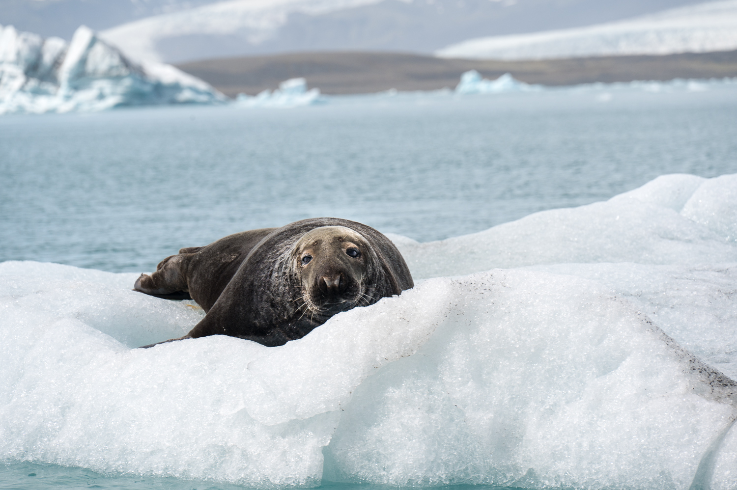 Jökulsárlón Glacier