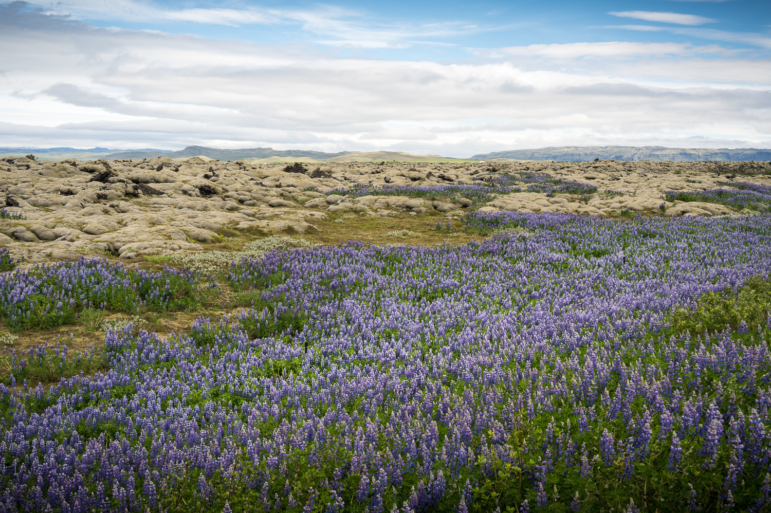 Champ de lave recouvert de mousse et de Lupins