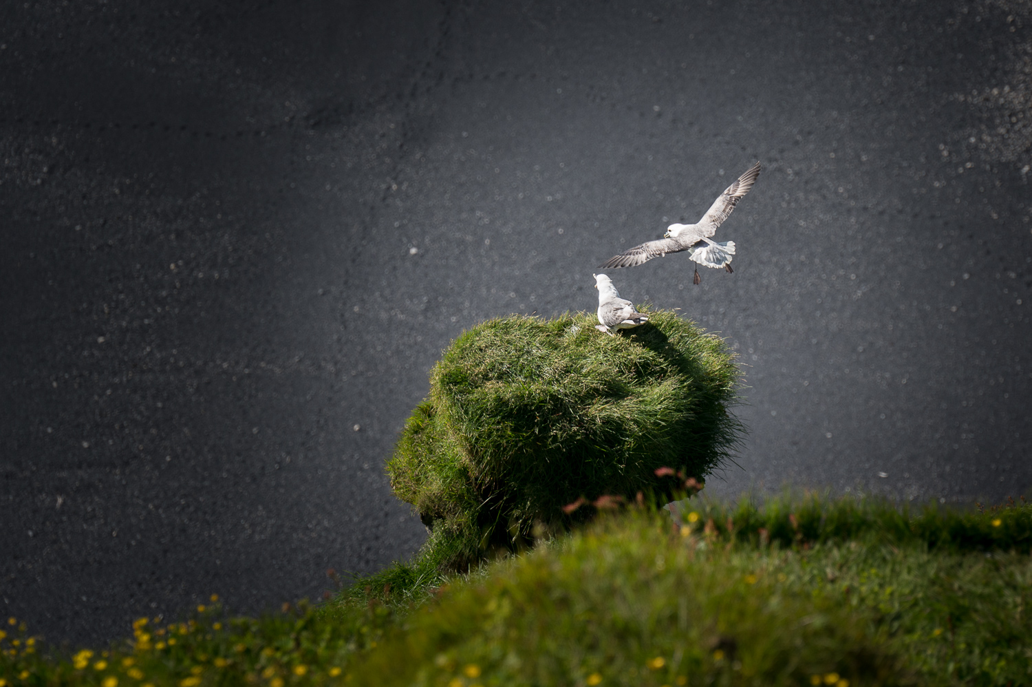 Nid de mouette à Dyrhólaey