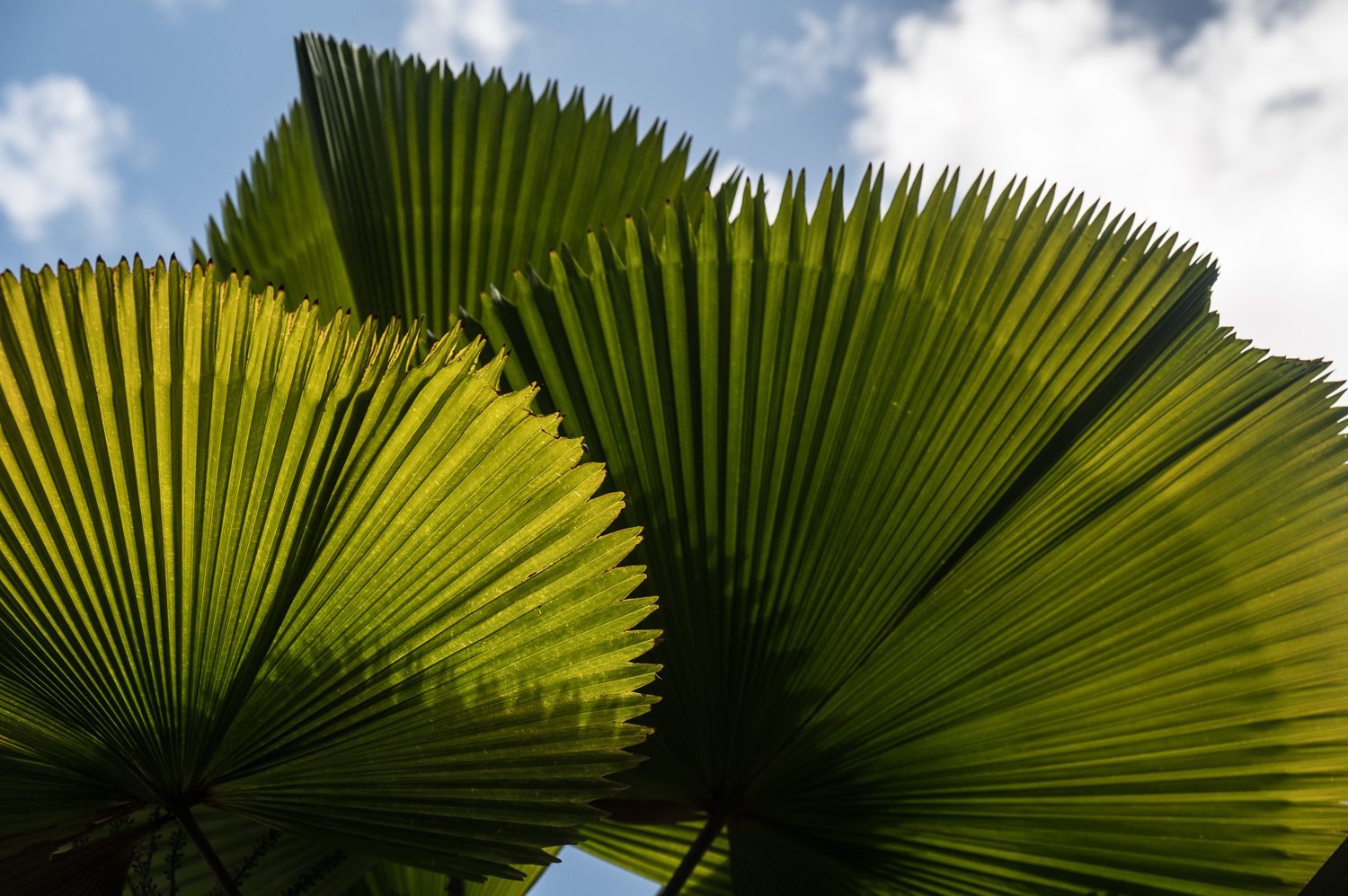 Martinique