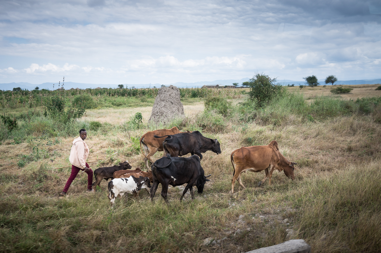 Tanzanie