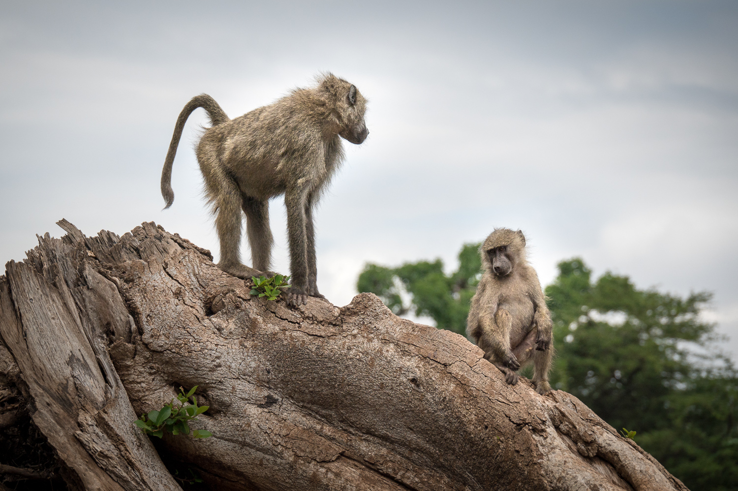 Tanzanie - Parc National de Tarangire