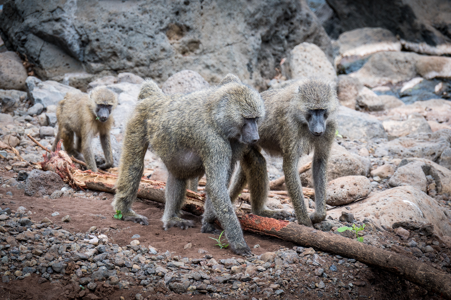 Tanzanie - Parc National de Tarangire