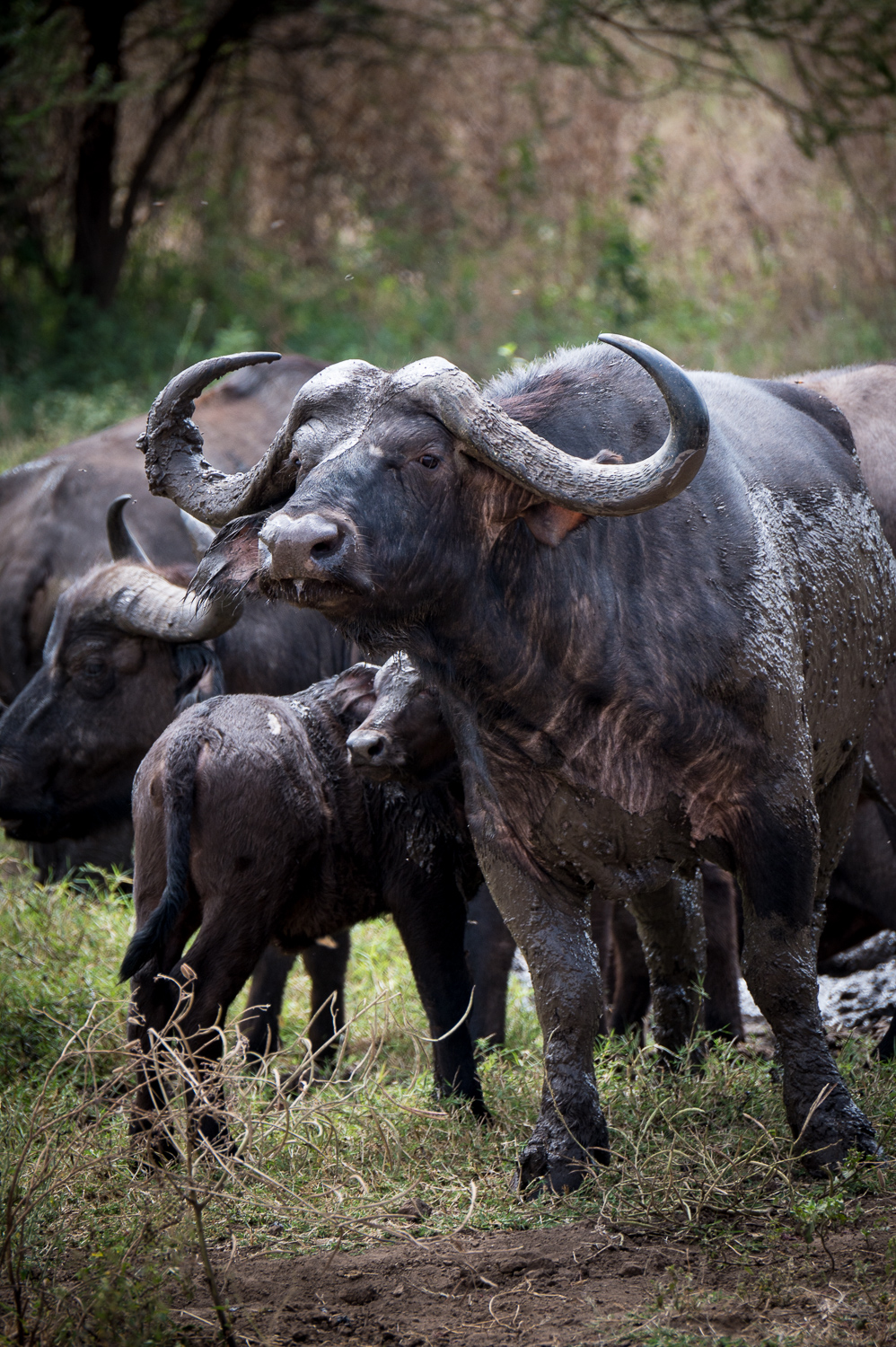 Tanzanie - Parc National de Tarangire