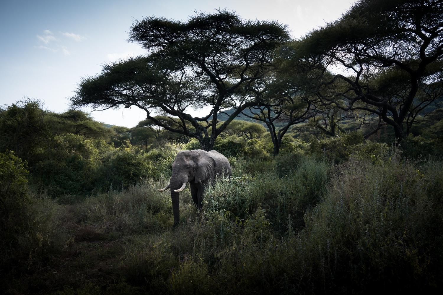 Tanzanie - Parc National de Tarangire