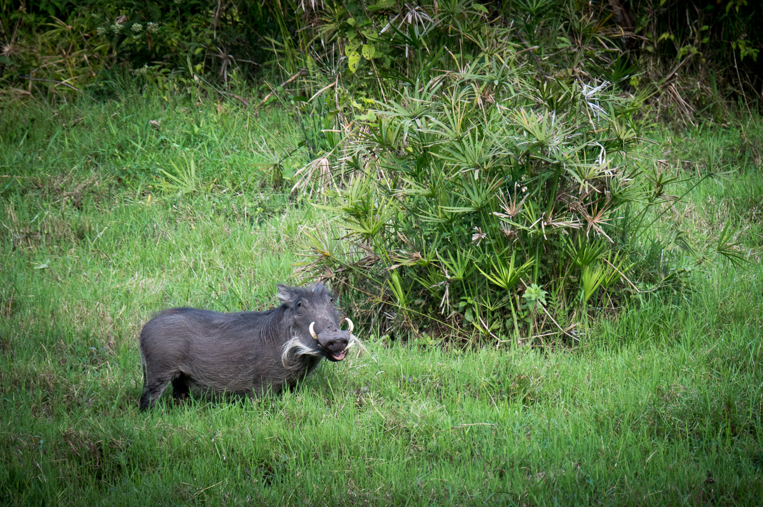 Tanzanie - Parc National de Tarangire