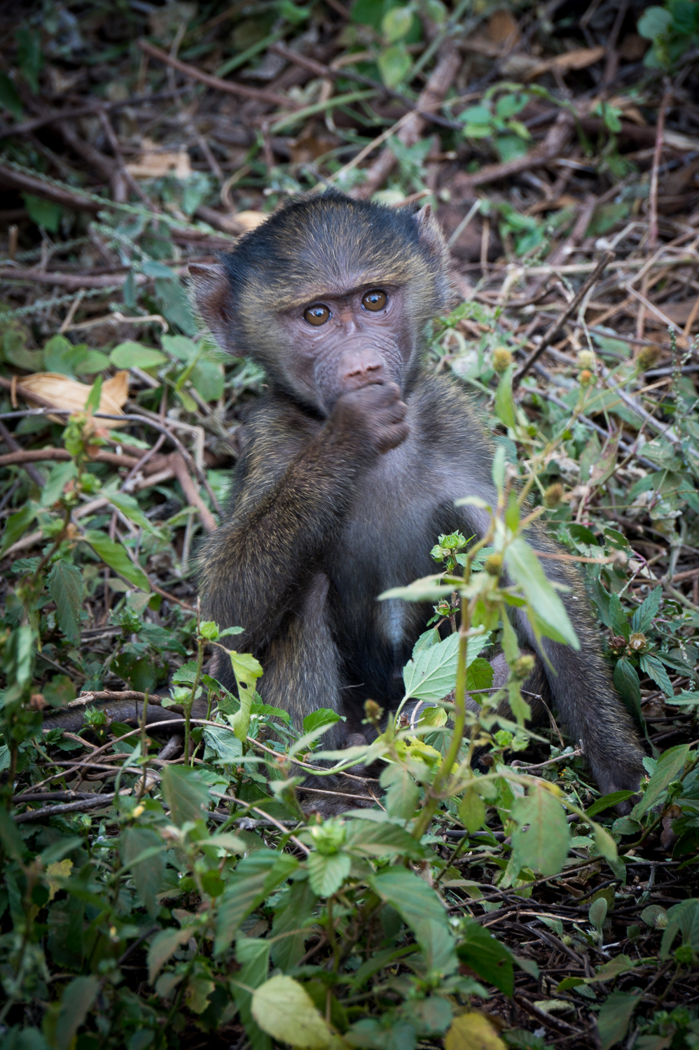 Tanzanie - Parc National de Tarangire