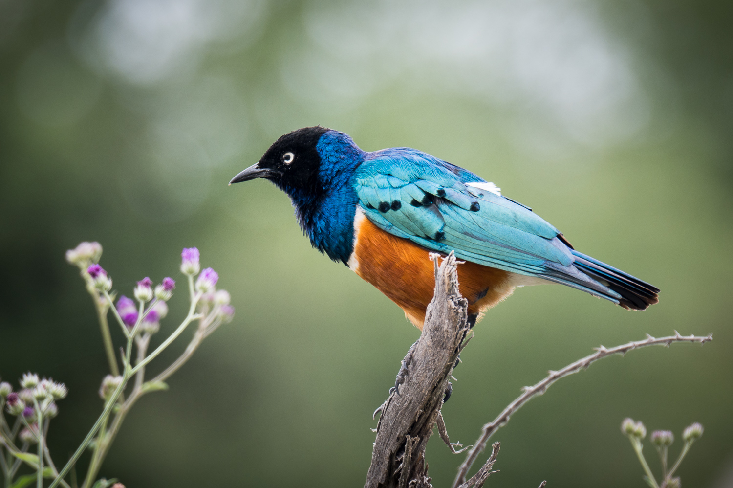 Tanzanie - Parc National de Tarangire