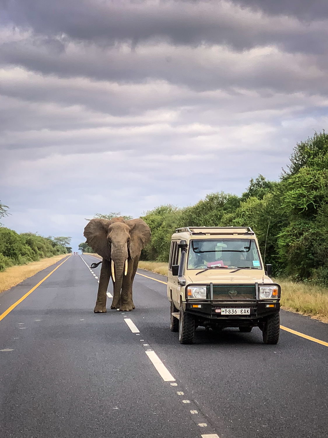 Tanzanie - Parc National de Tarangire