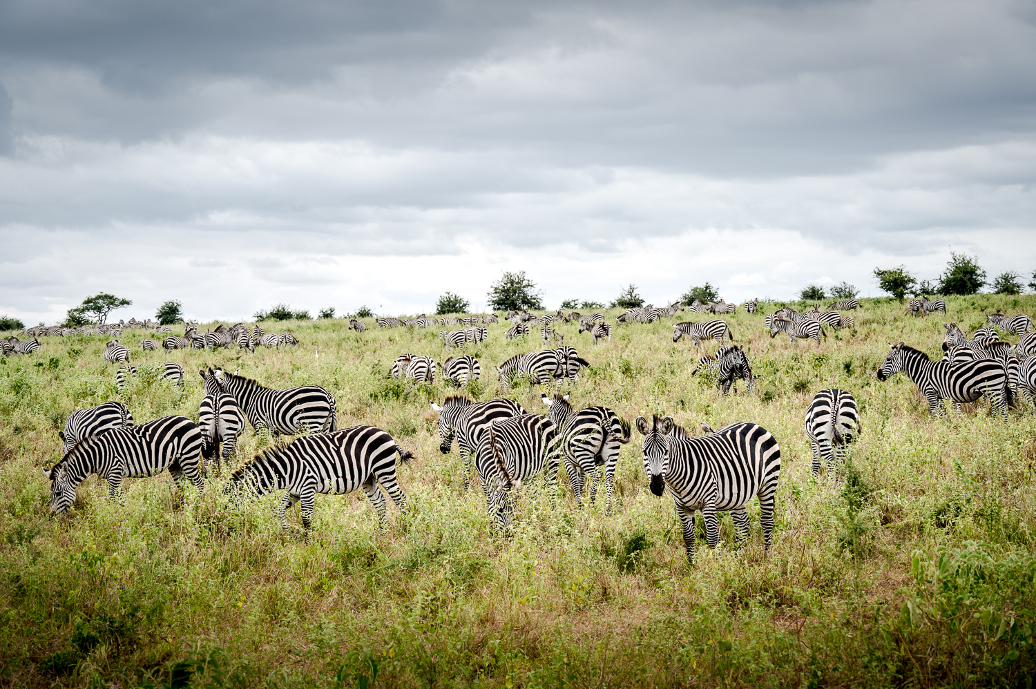 Tanzanie - Parc National de Tarangire