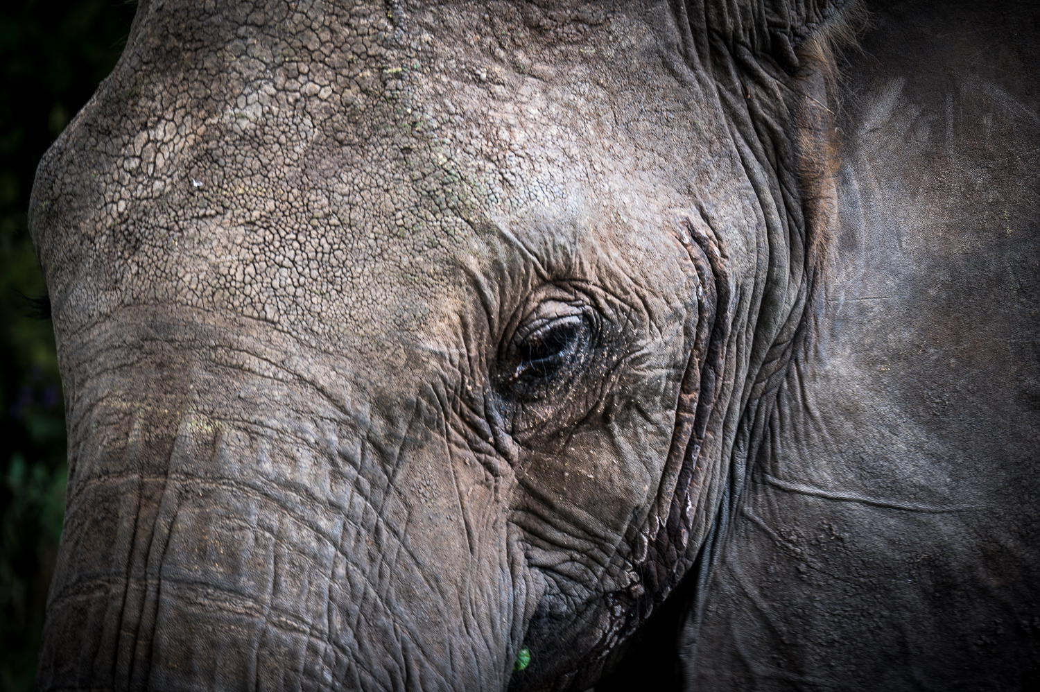 Tanzanie - Parc National de Tarangire