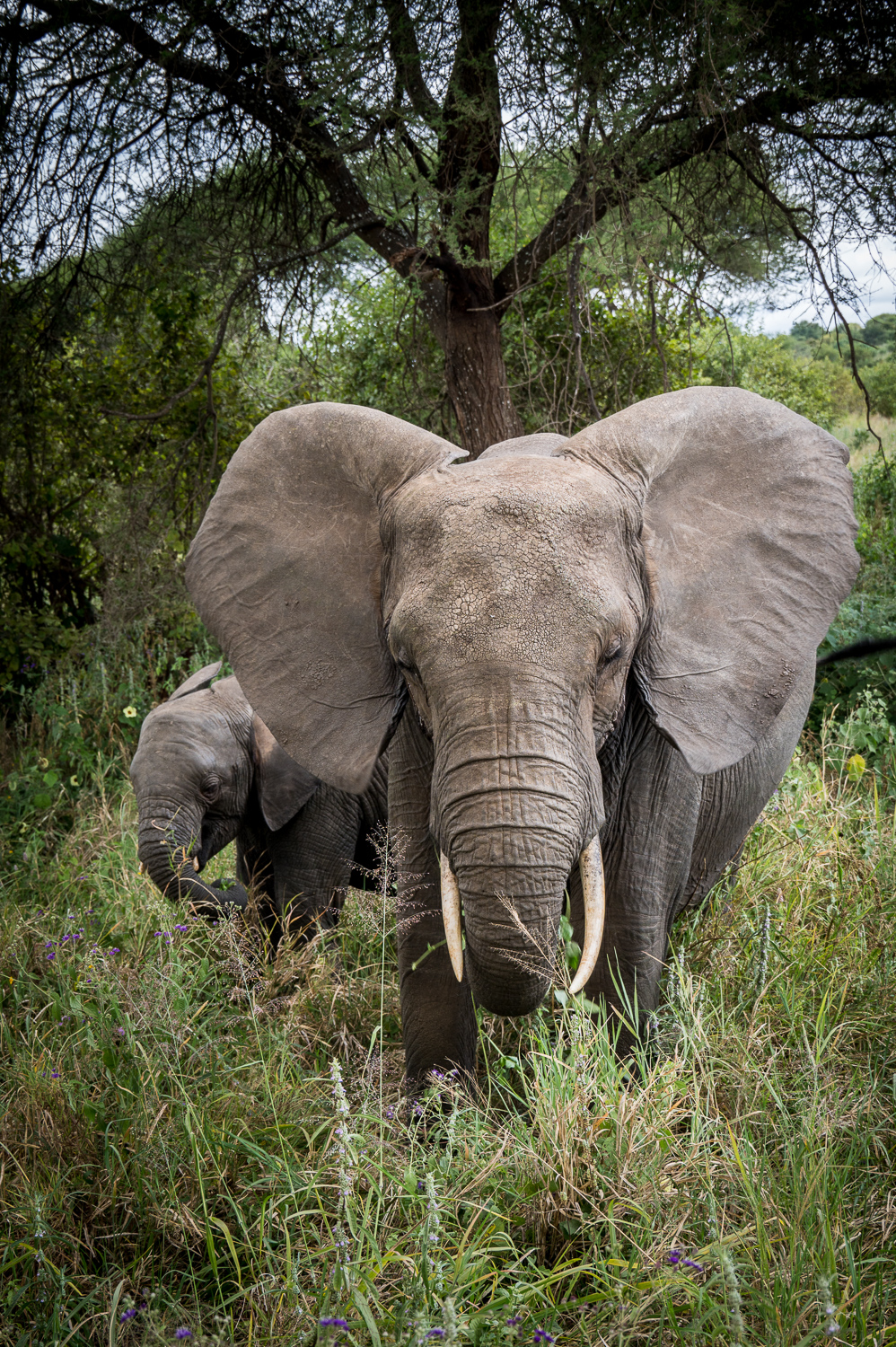 Tanzanie - Parc National de Tarangire