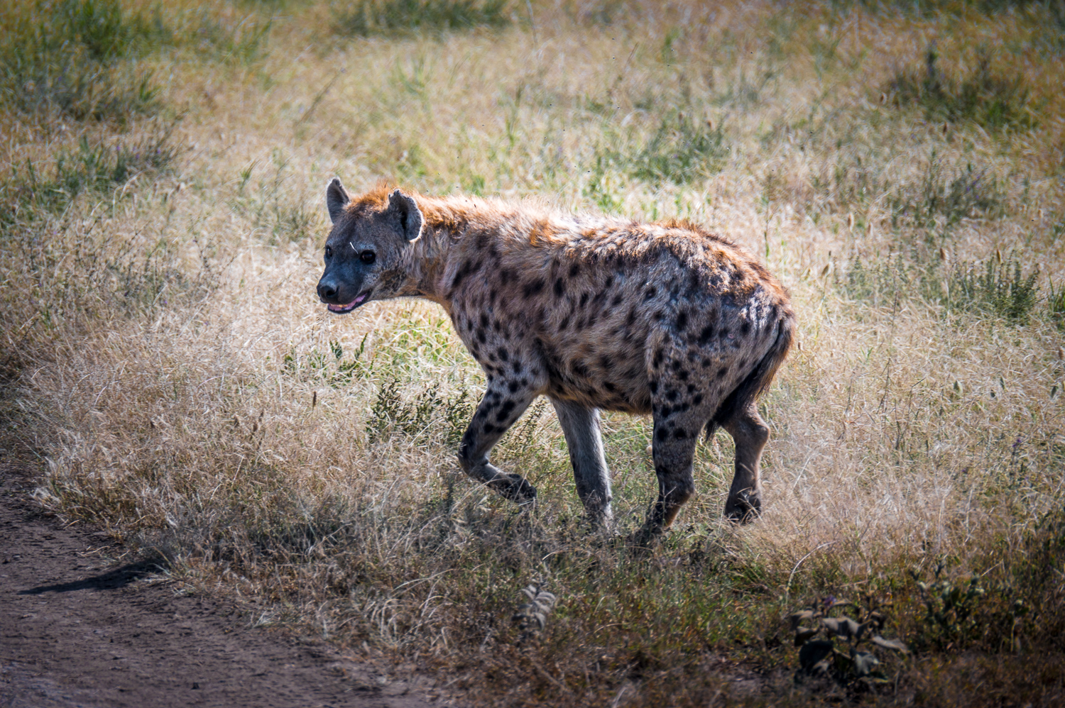 Tanzanie - Parc National du Serengeti