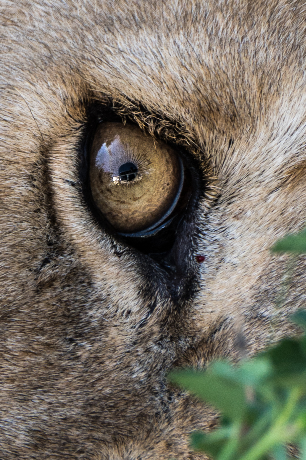 Tanzanie - Parc National du Serengeti