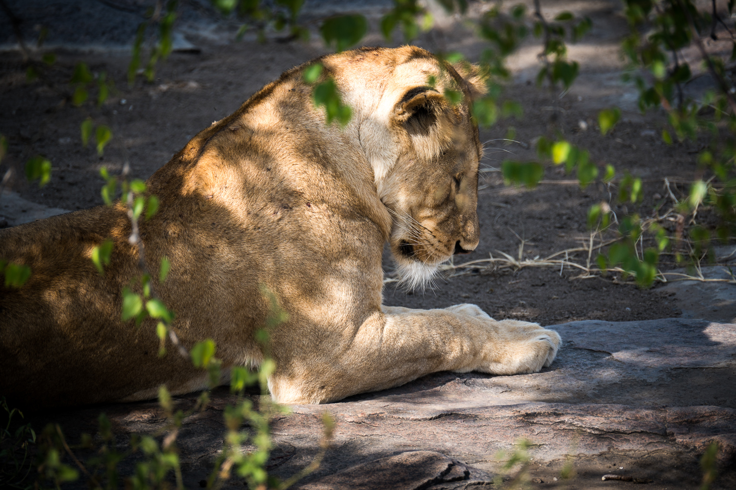 Tanzanie - Parc National du Serengeti