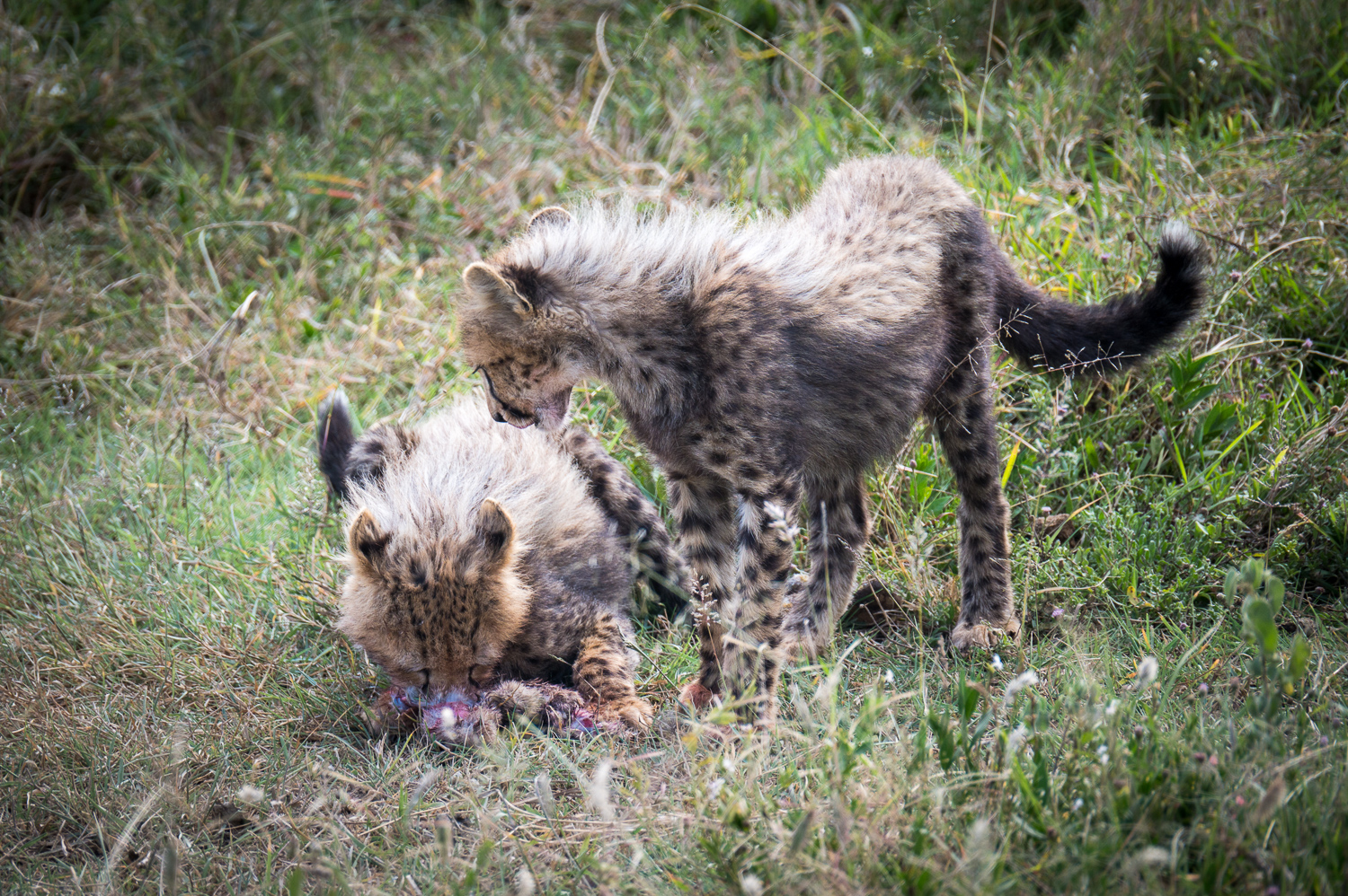 Tanzanie - Parc National du Serengeti