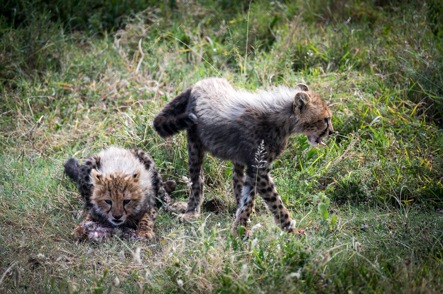 Tanzanie - Parc National du Serengeti