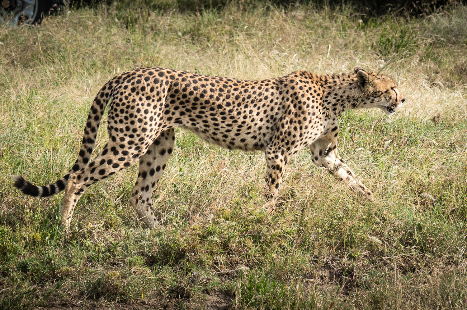 Tanzanie - Parc National du Serengeti