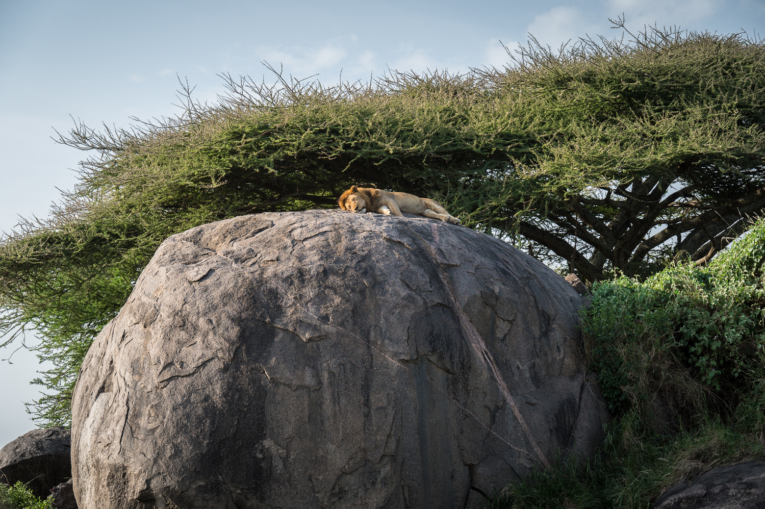 Tanzanie - Parc National du Serengeti