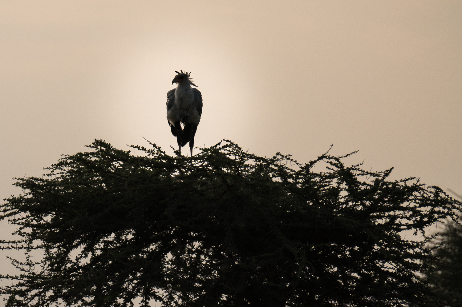 Tanzanie - Parc National du Serengeti