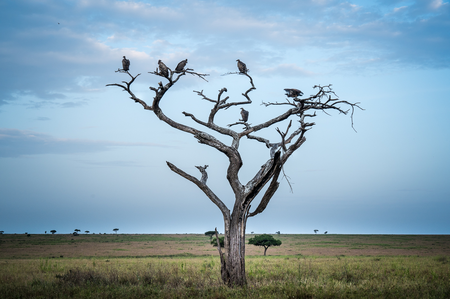 Tanzanie - Parc National du Serengeti