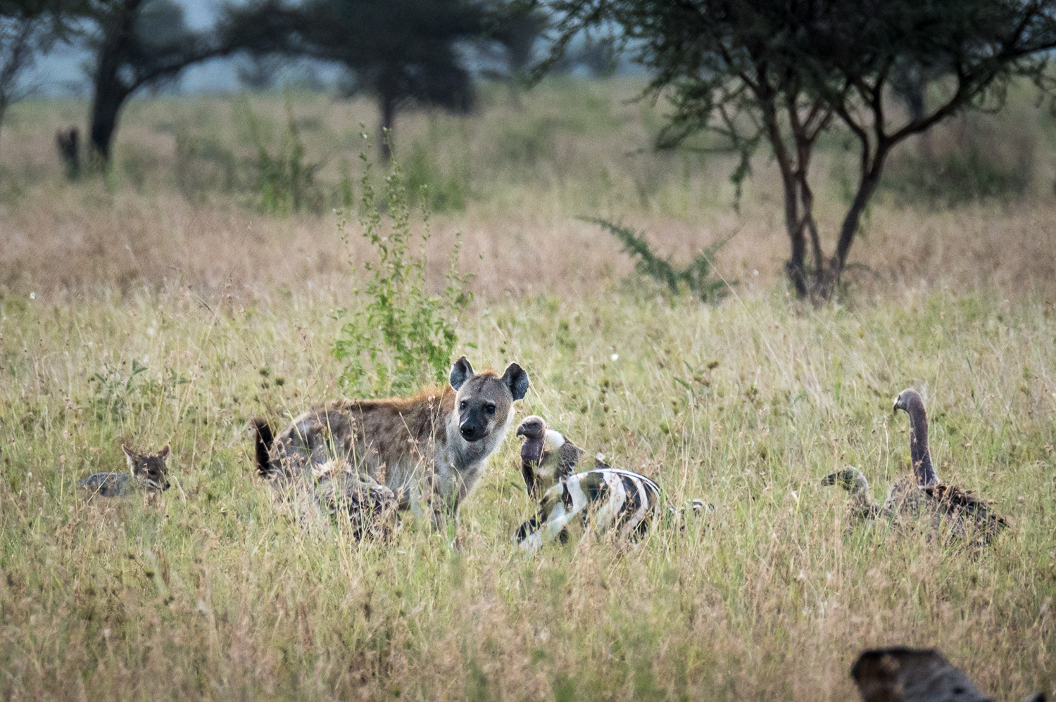 Tanzanie - Parc National du Serengeti