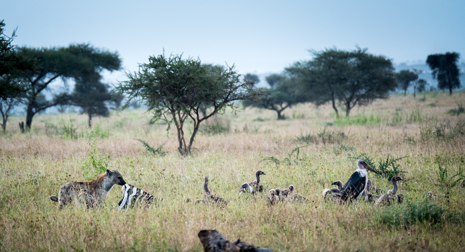 Tanzanie - Parc National du Serengeti