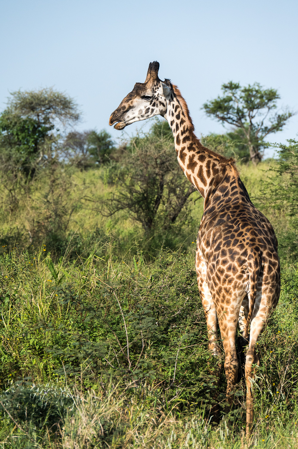 Tanzanie - Parc National du Serengeti