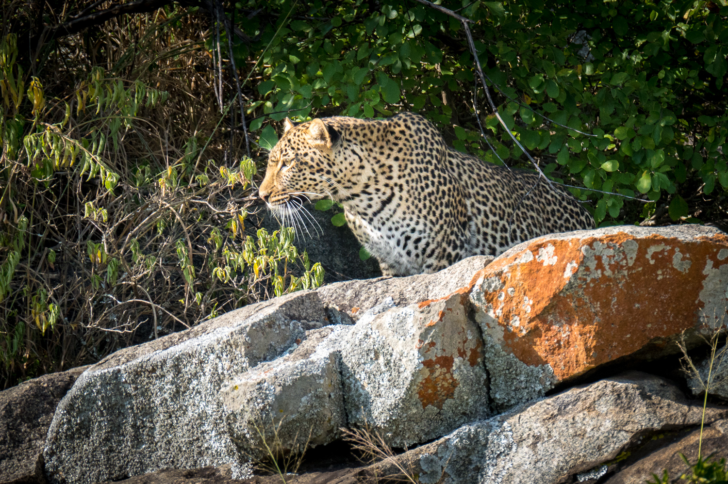 Tanzanie - Parc National du Serengeti