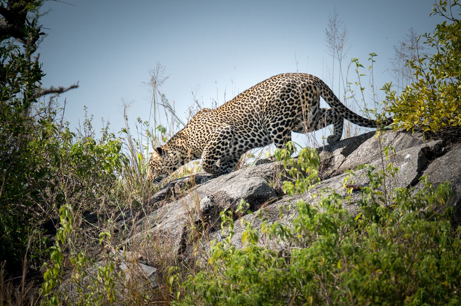 Tanzanie - Parc National du Serengeti