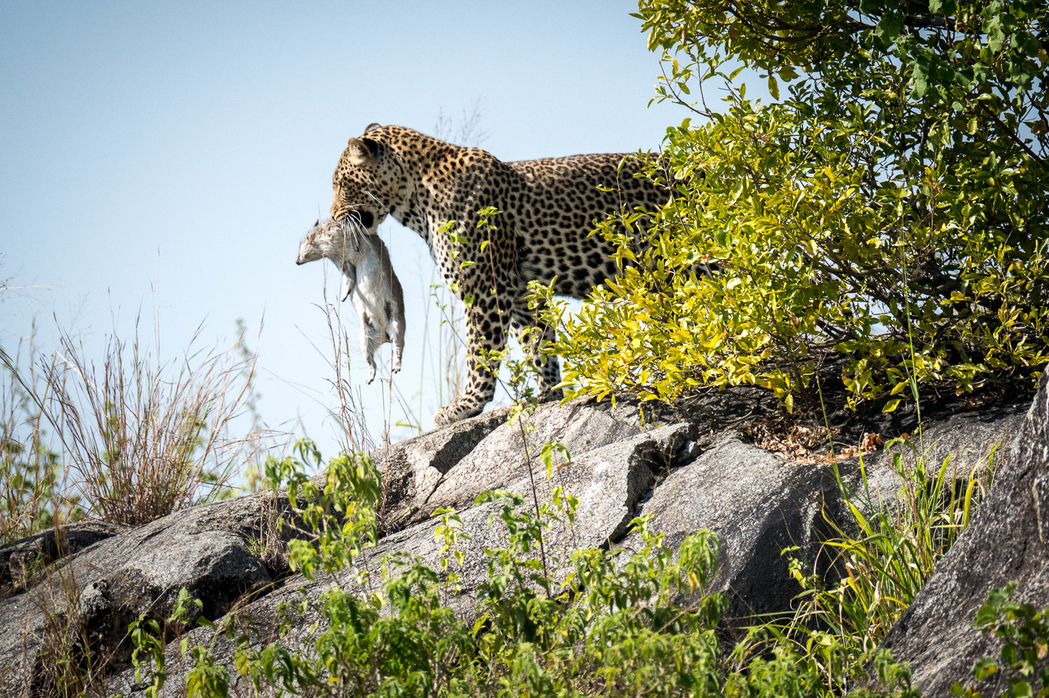 Tanzanie - Parc National du Serengeti