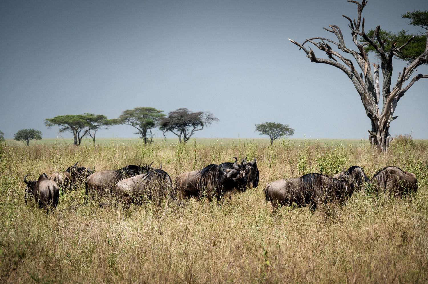 Tanzanie - Parc National du Serengeti