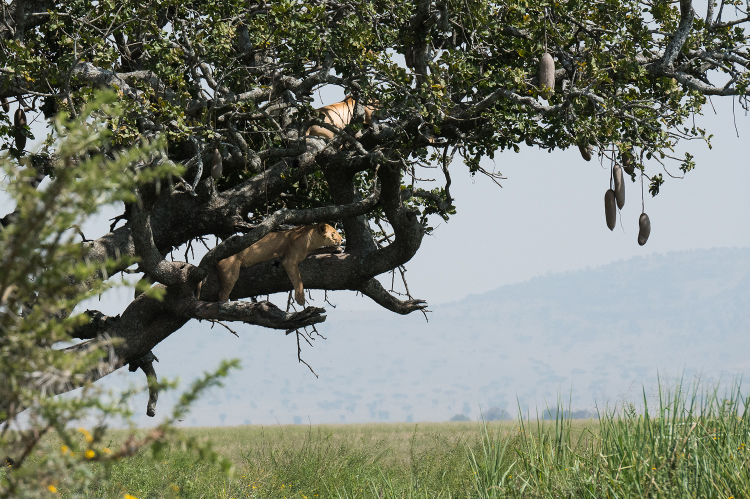 Tanzanie - Parc National du Serengeti