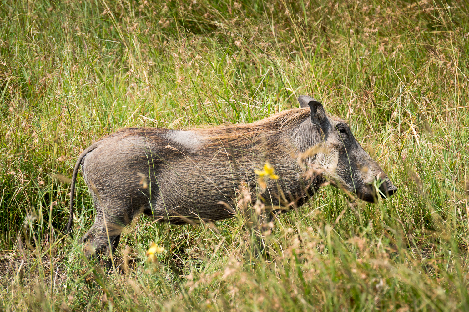 Tanzanie - Parc National du Serengeti