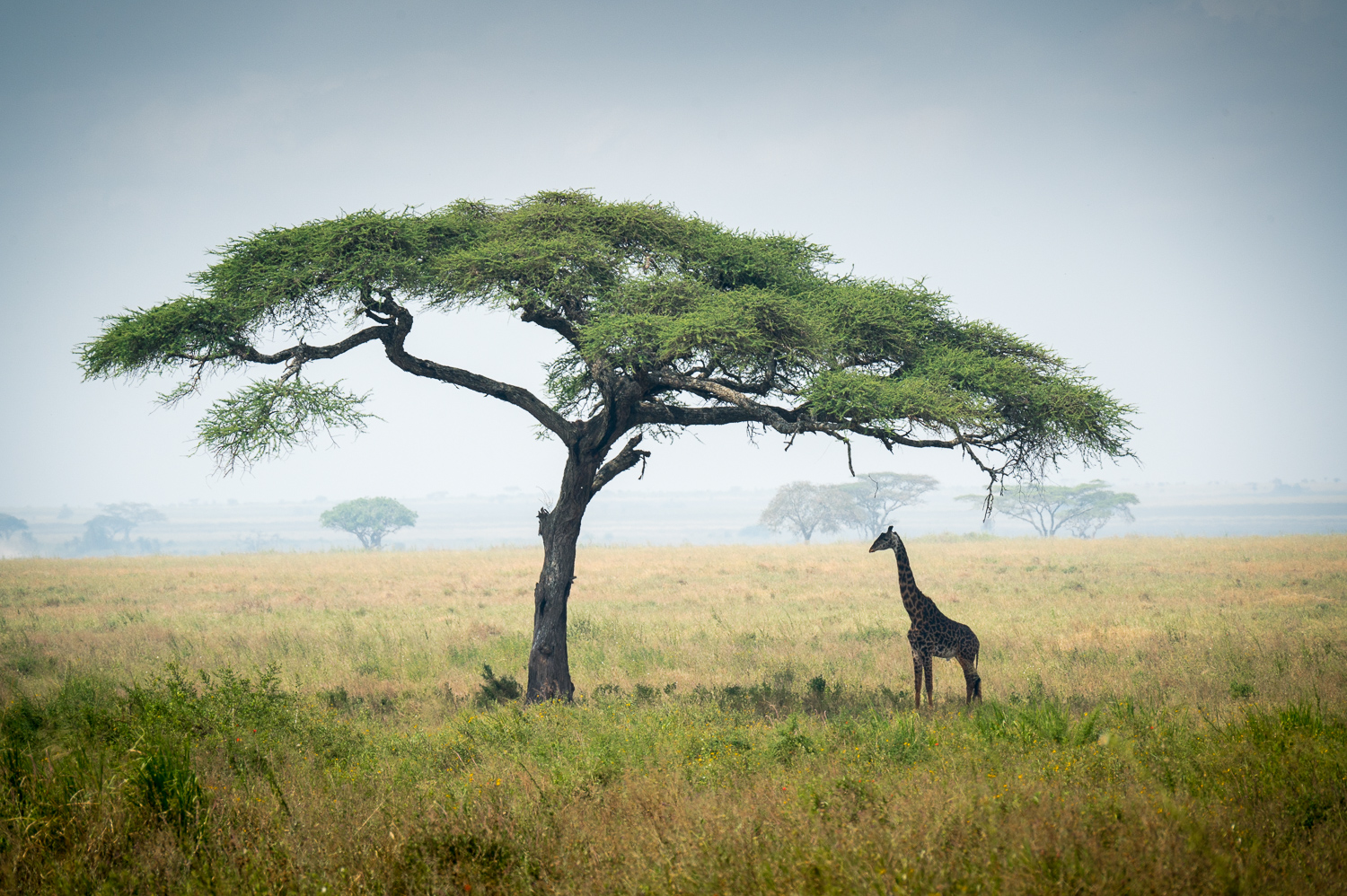 Tanzanie - Parc National du Serengeti