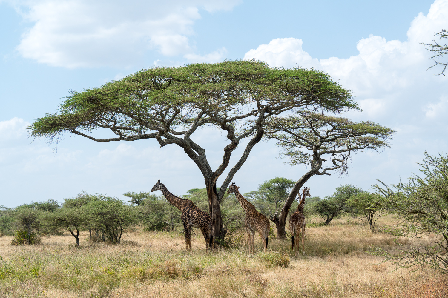 Tanzanie - Parc National du Serengeti