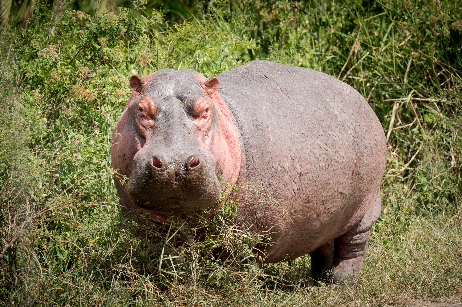 Tanzanie - Parc National du Serengeti