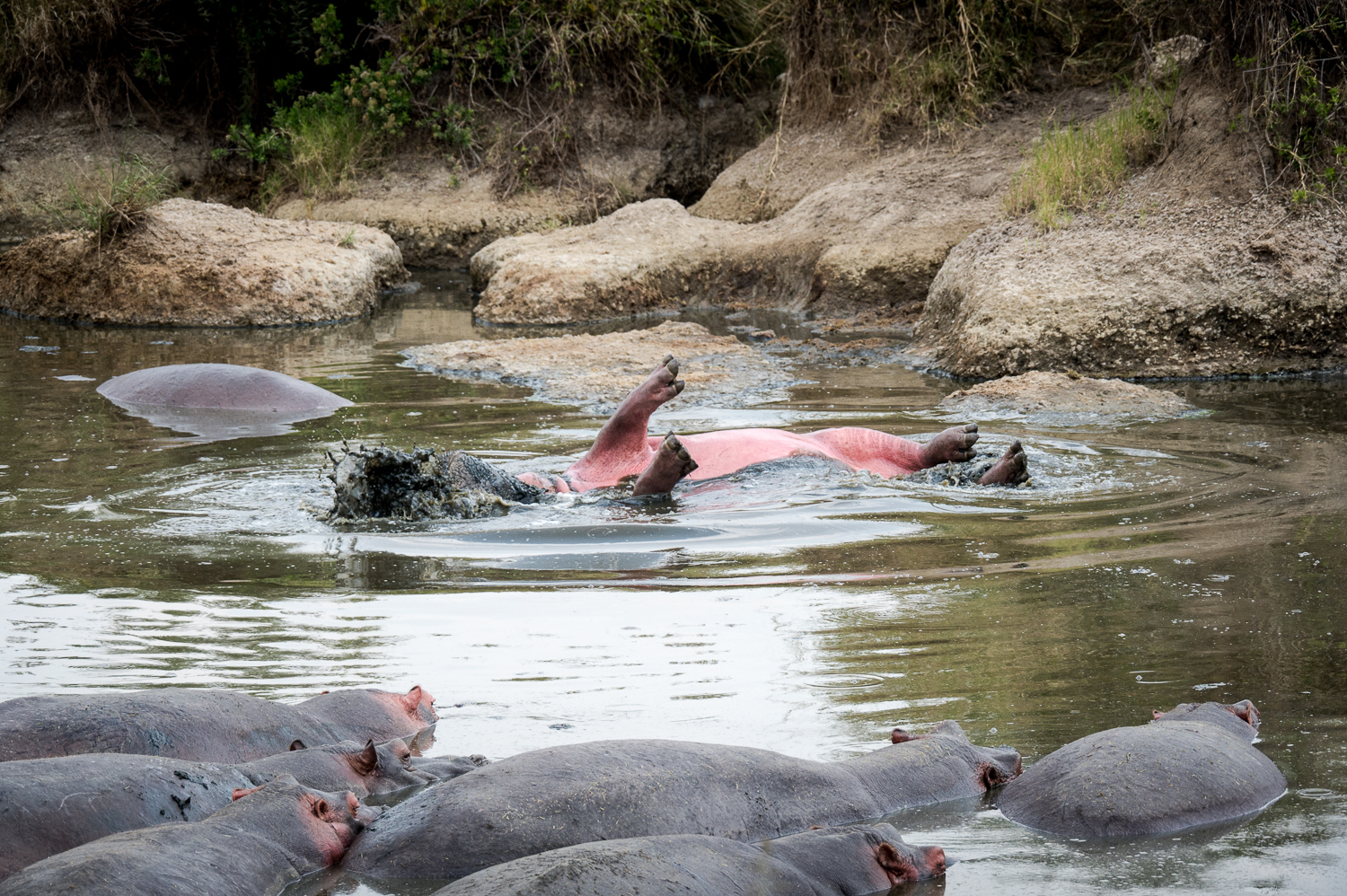 Tanzanie - Parc National du Serengeti