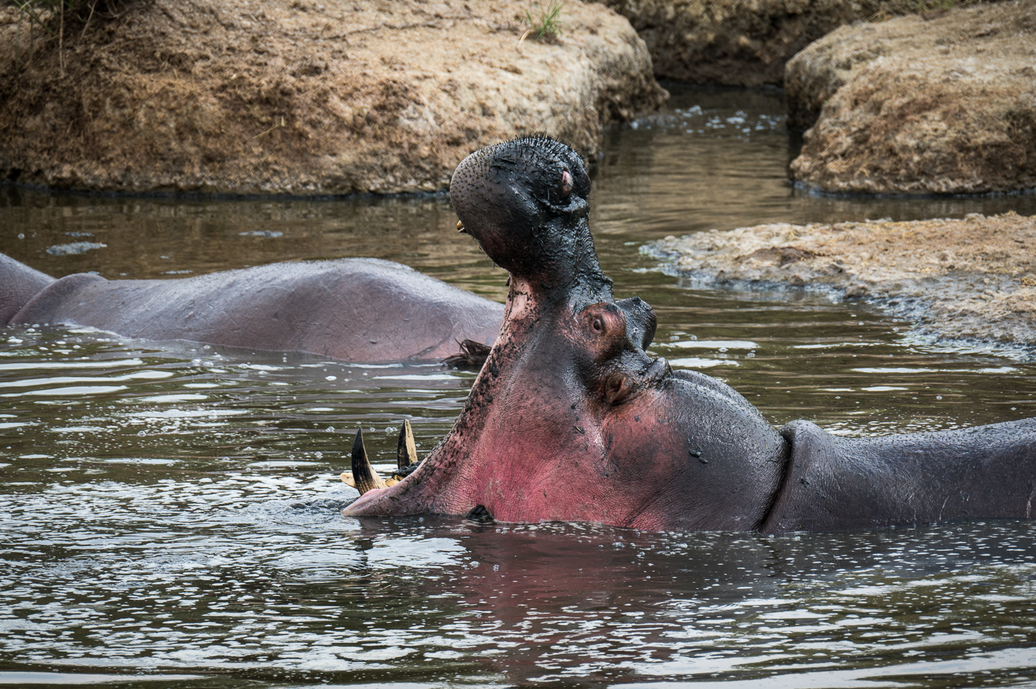 Tanzanie - Parc National du Serengeti